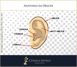 anatomia orelha